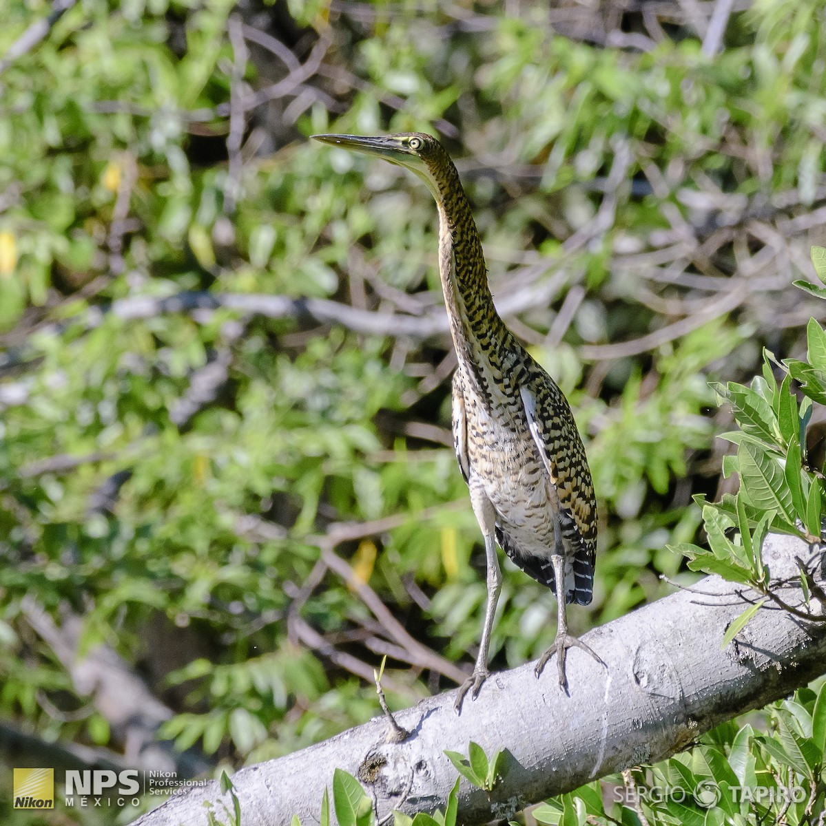 Bare-throated Tiger-Heron - ML154719671