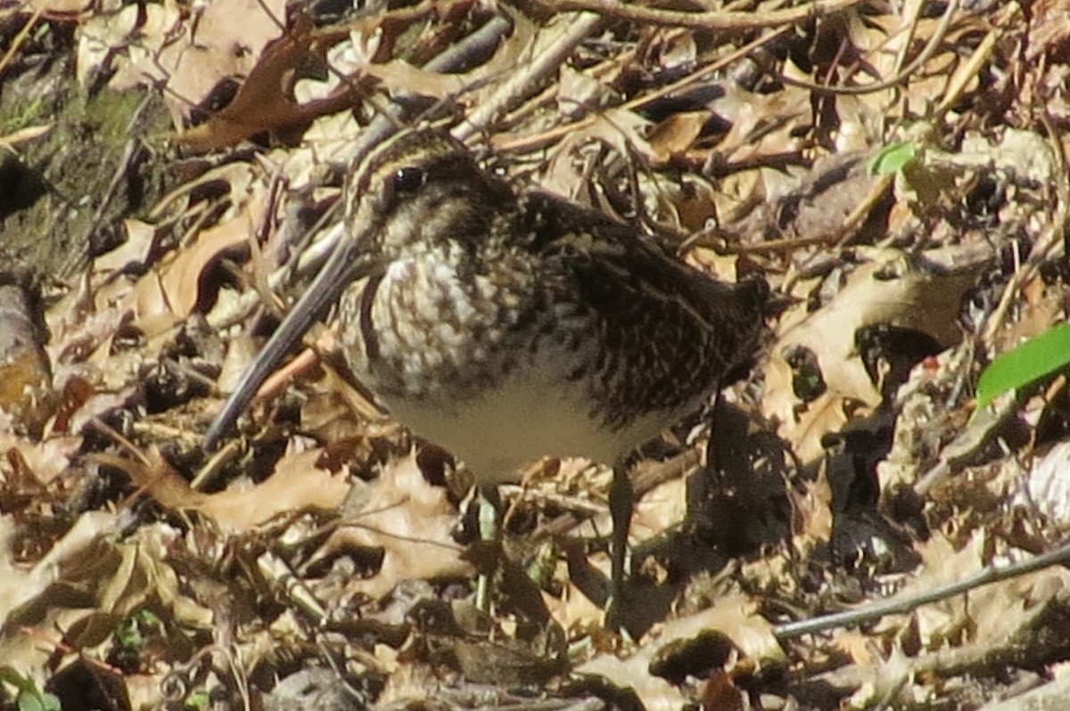 Wilson's Snipe - ML154721431