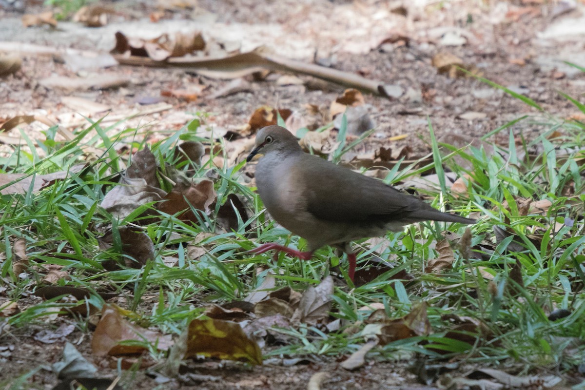 Gray-chested Dove - ML154721861