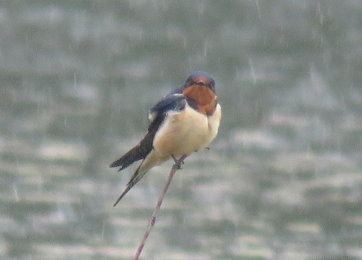 Barn Swallow - ML154722131