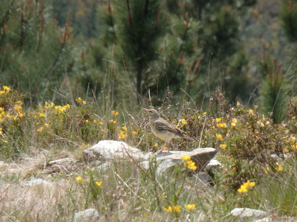 Tawny Pipit - ML154722331