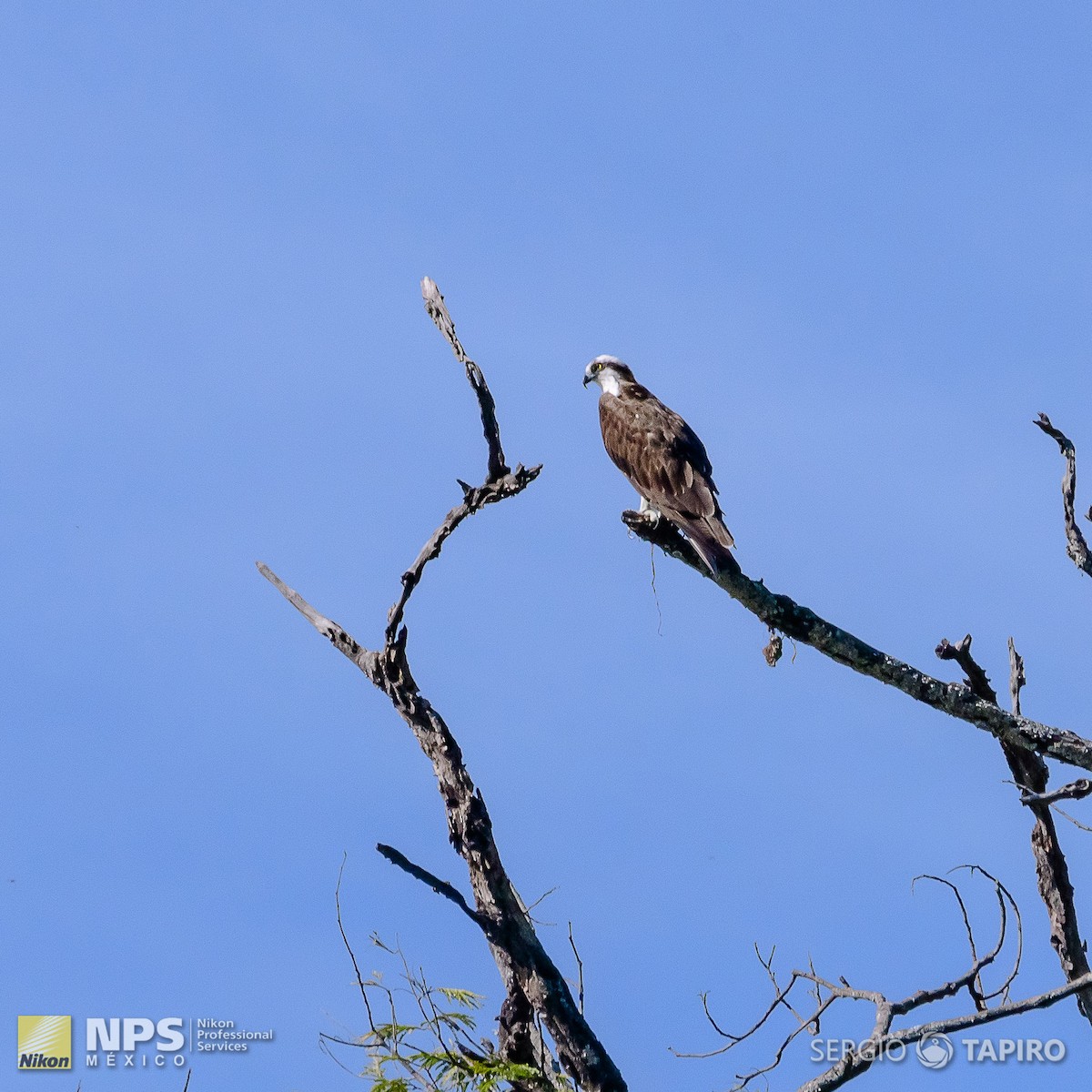 Osprey - ML154722371