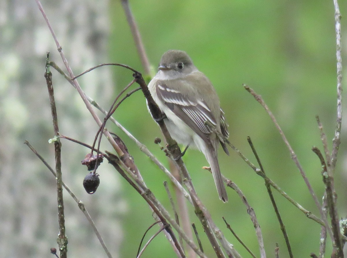 Least Flycatcher - ML154722441