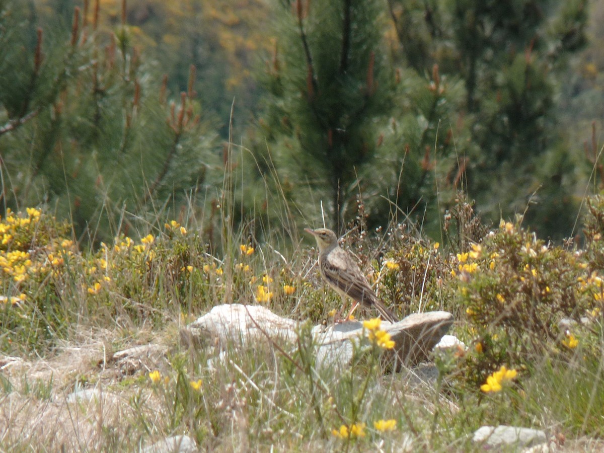 Bisbita Campestre - ML154722481