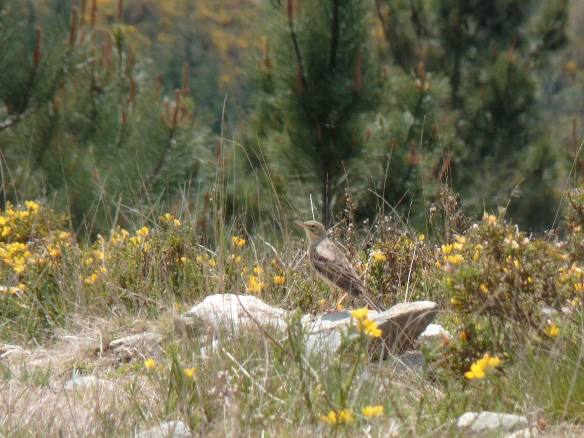 Tawny Pipit - ML154722481