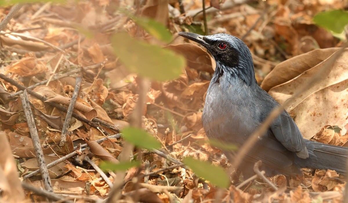 Blue Mockingbird - ML154722501