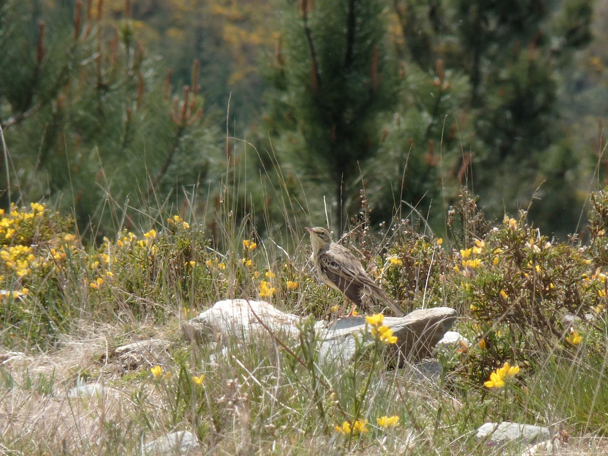 Tawny Pipit - ML154722521