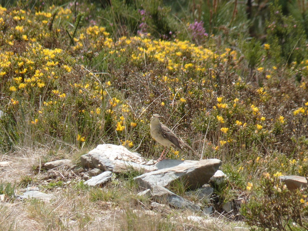 Tawny Pipit - ML154722591