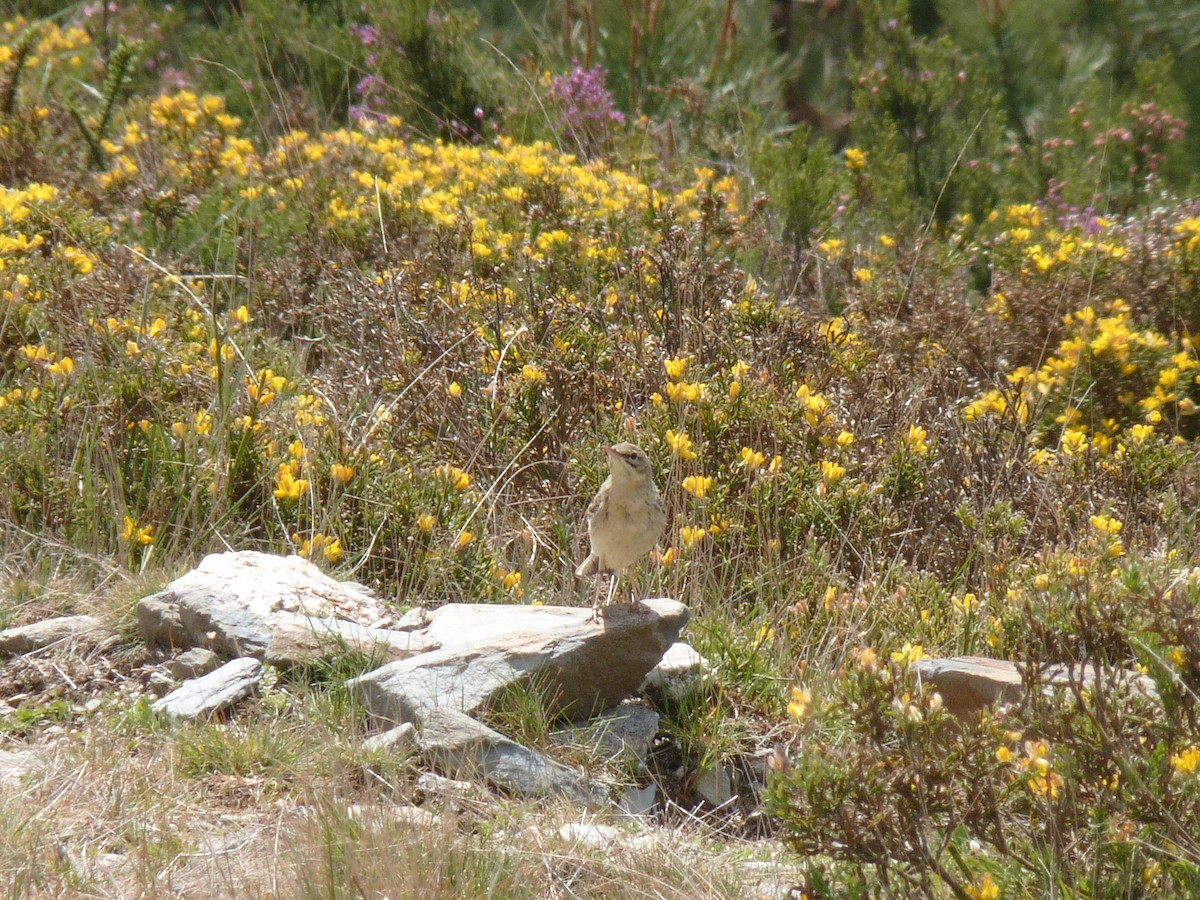 Tawny Pipit - ML154722681