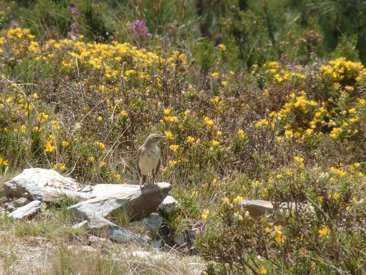 Tawny Pipit - ML154722751