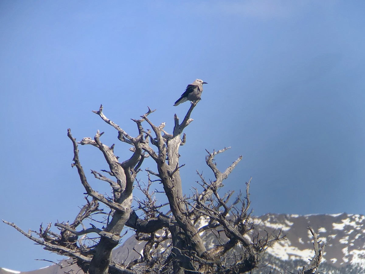 Clark's Nutcracker - Ken Wright