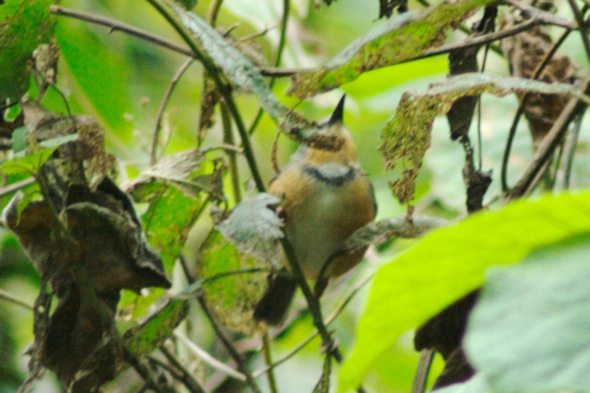 Rwenzori Apalis - ML154723601