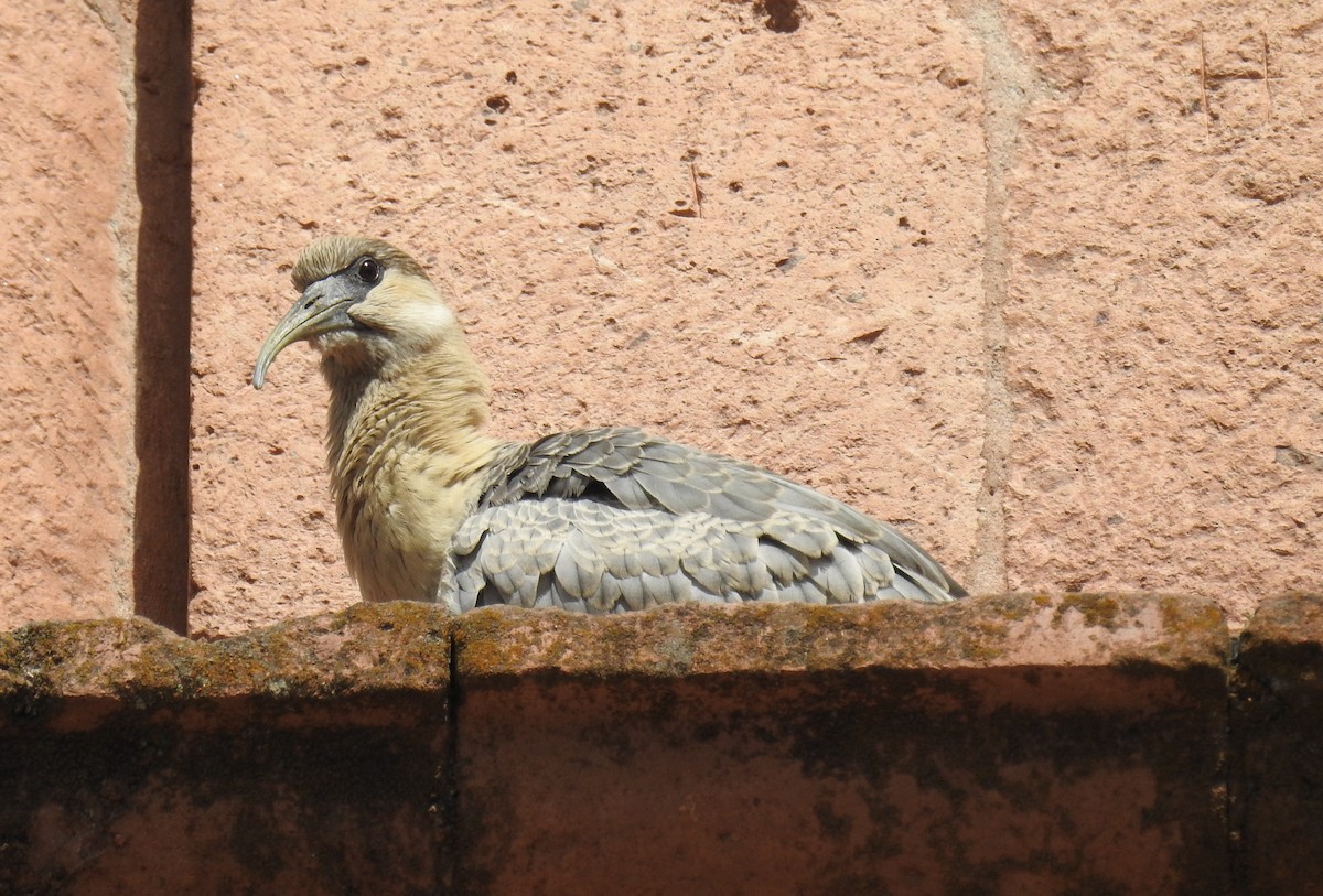 ibis šedokřídlý - ML154724671