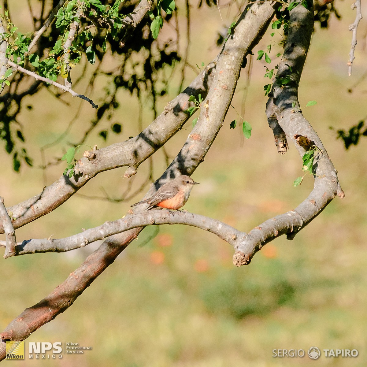 Vermilion Flycatcher - ML154724791
