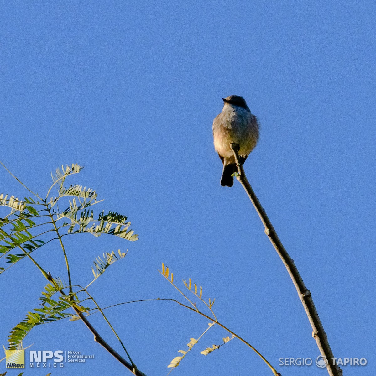 Vermilion Flycatcher - ML154724811