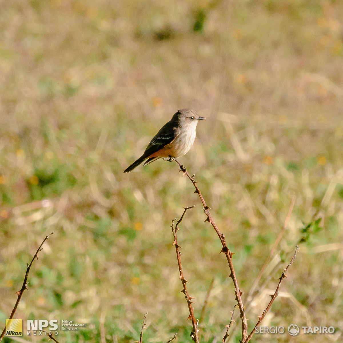 Vermilion Flycatcher - ML154724821