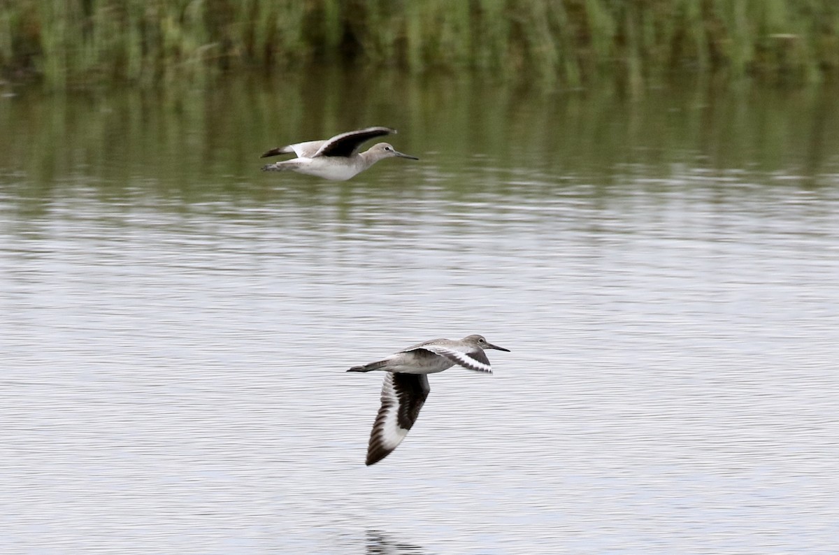 Willet - John Bruin