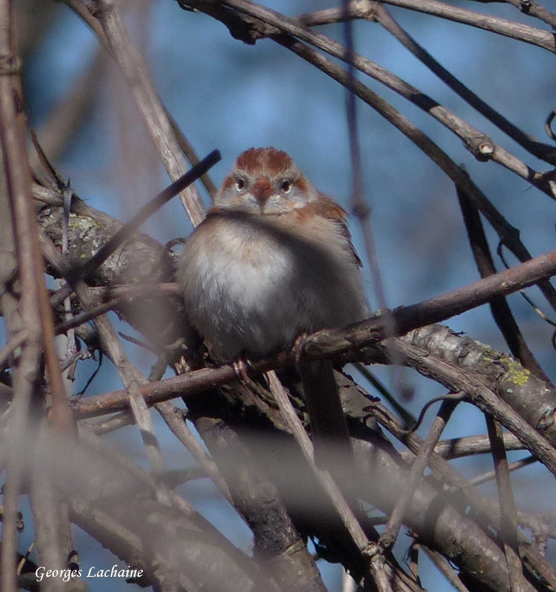 Field Sparrow - ML154725181