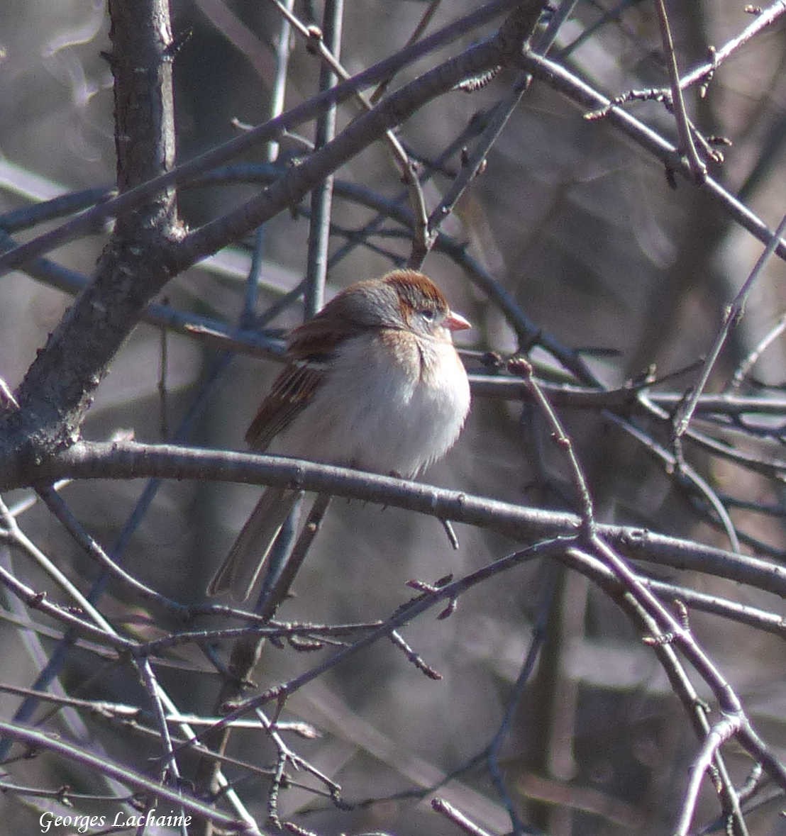 Field Sparrow - ML154725191