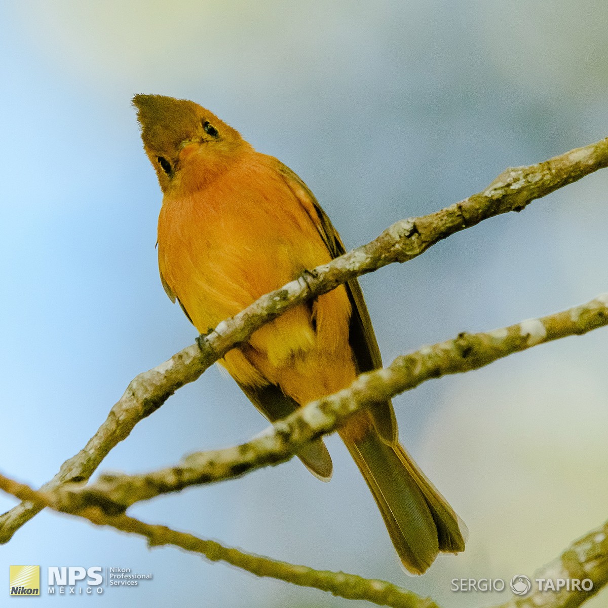 Tufted Flycatcher - ML154727371