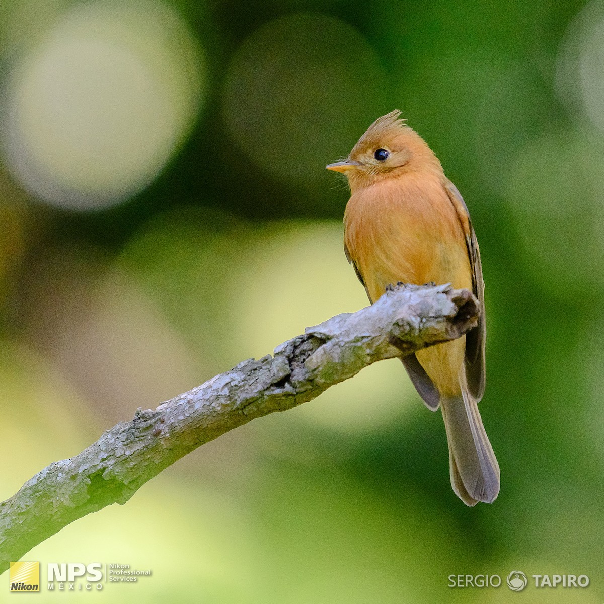 Tufted Flycatcher - ML154727381