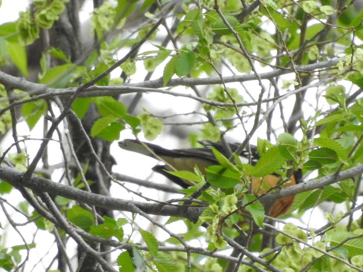 Black-headed Grosbeak - ML154729931