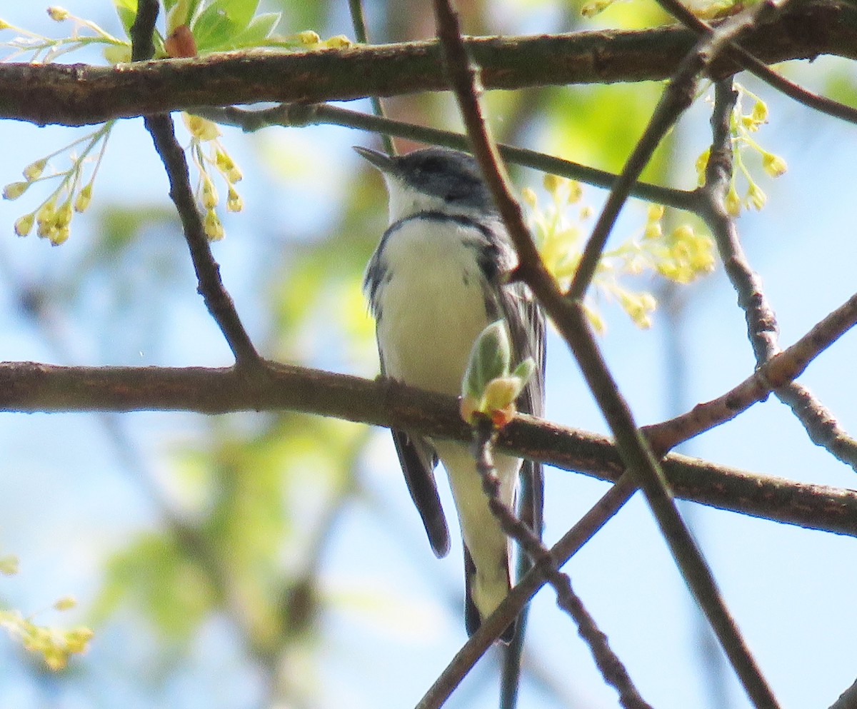 Cerulean Warbler - ML154732591