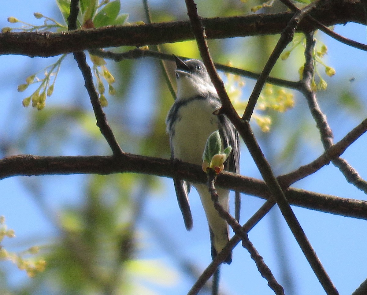 Cerulean Warbler - ML154732601