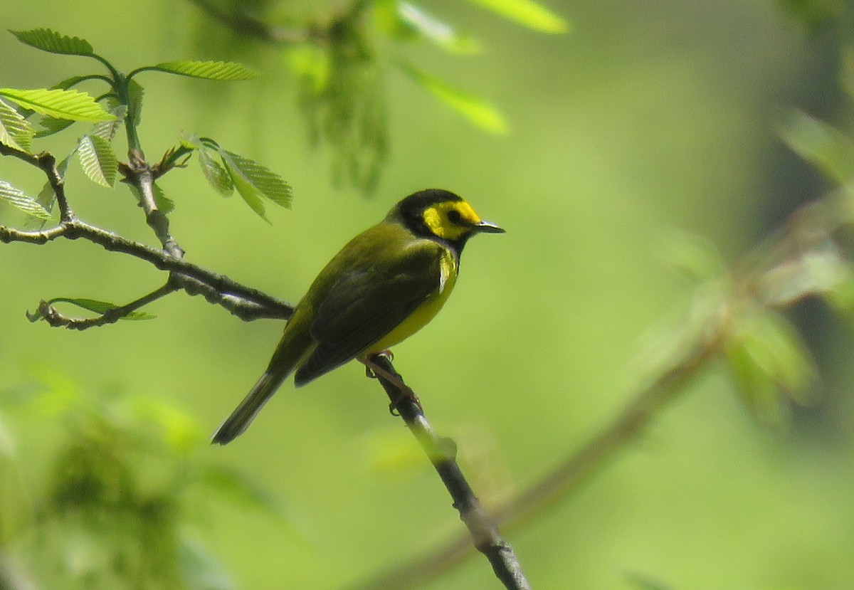 Hooded Warbler - ML154733141