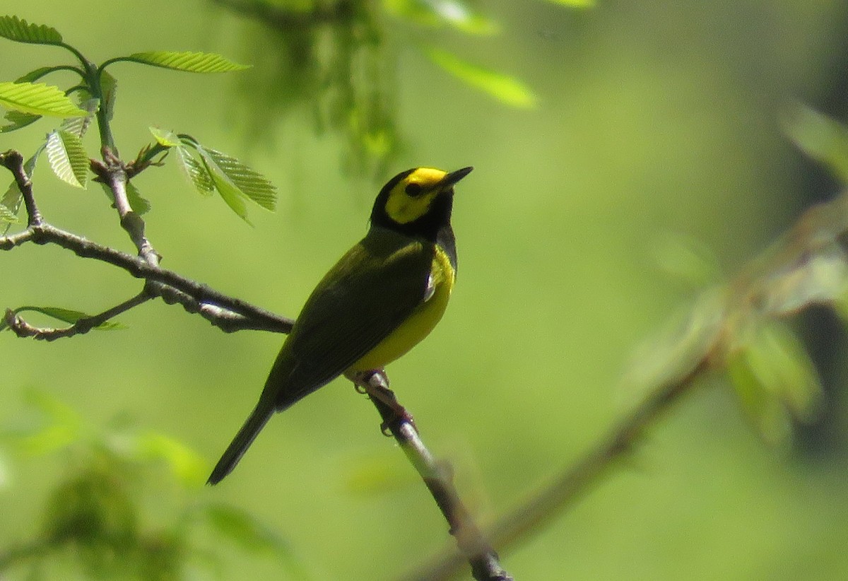 Hooded Warbler - ML154733161