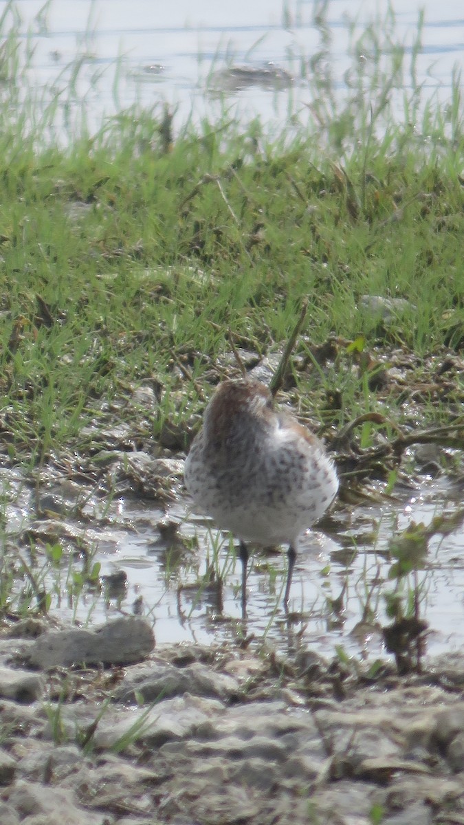 Western Sandpiper - Suzi Holt