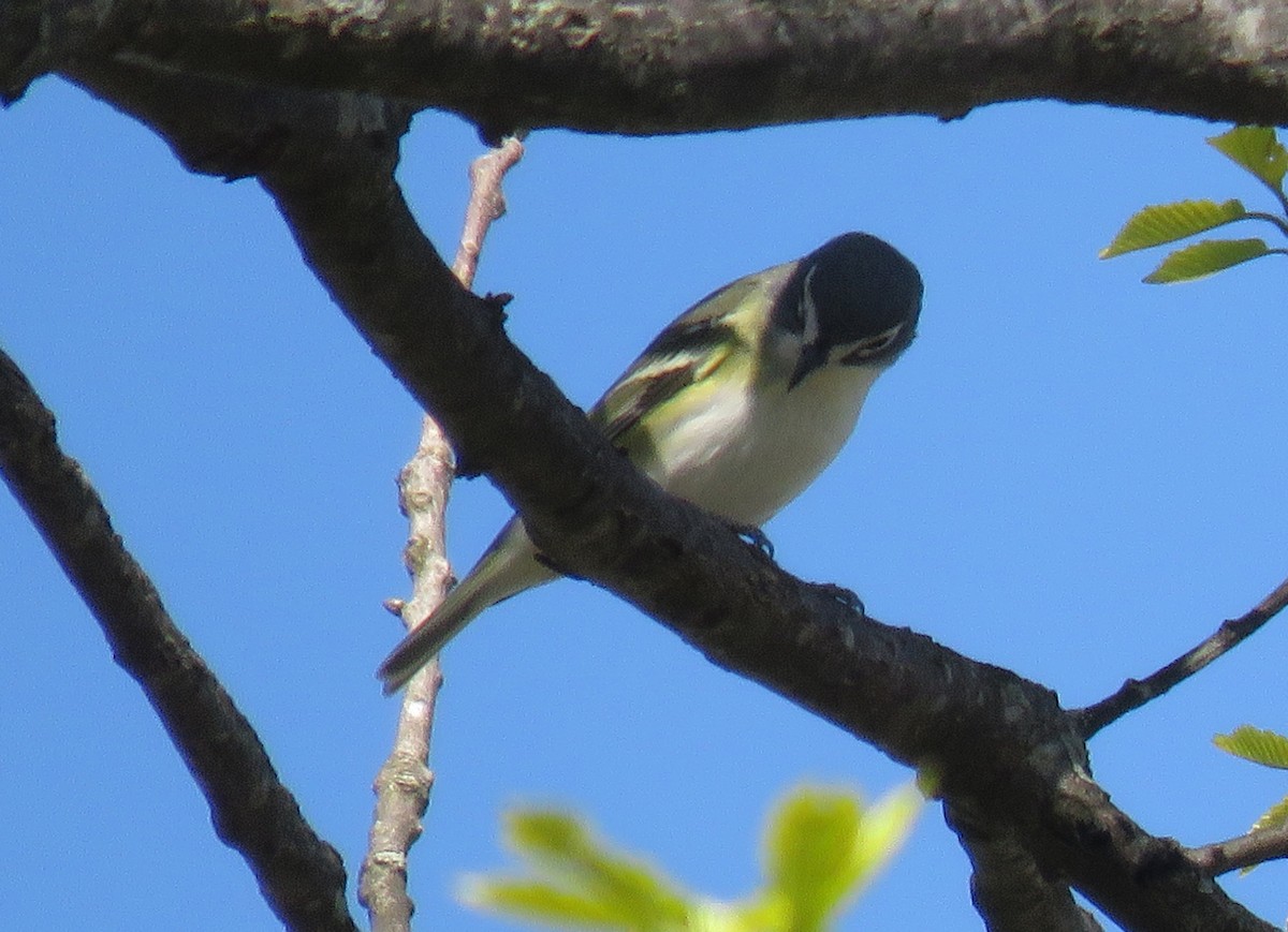 Viréo à tête bleue - ML154735461