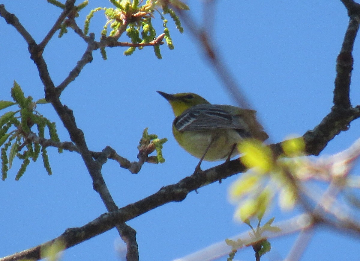 Pine Warbler - Karen Markey