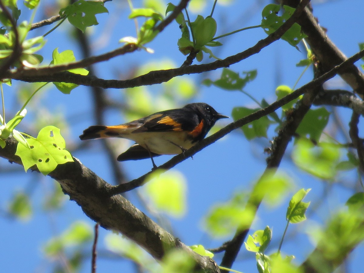 American Redstart - ML154736331