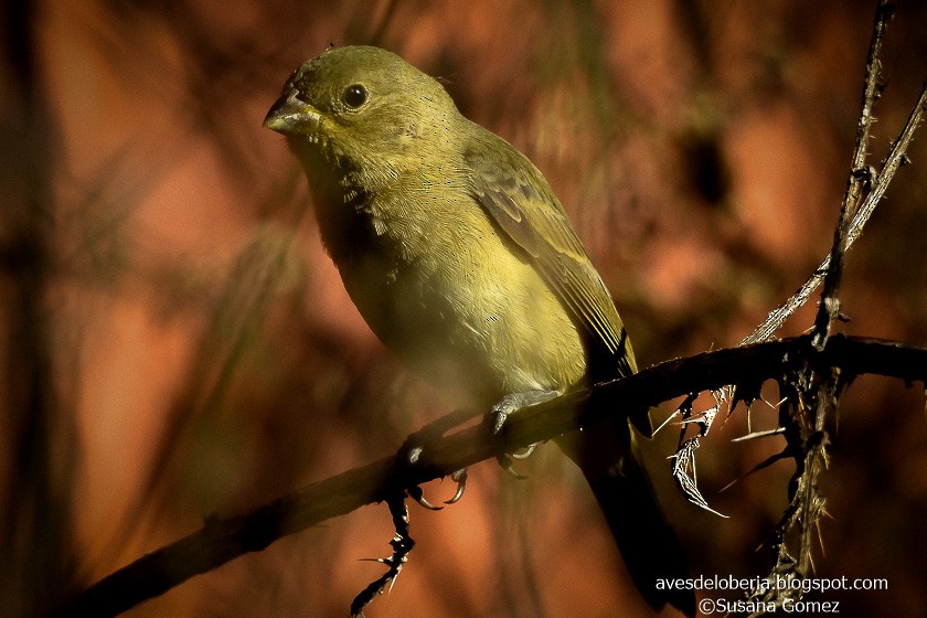 Double-collared Seedeater - ML154736491