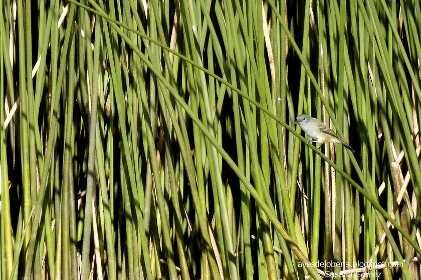 Sooty Tyrannulet - ML154736651