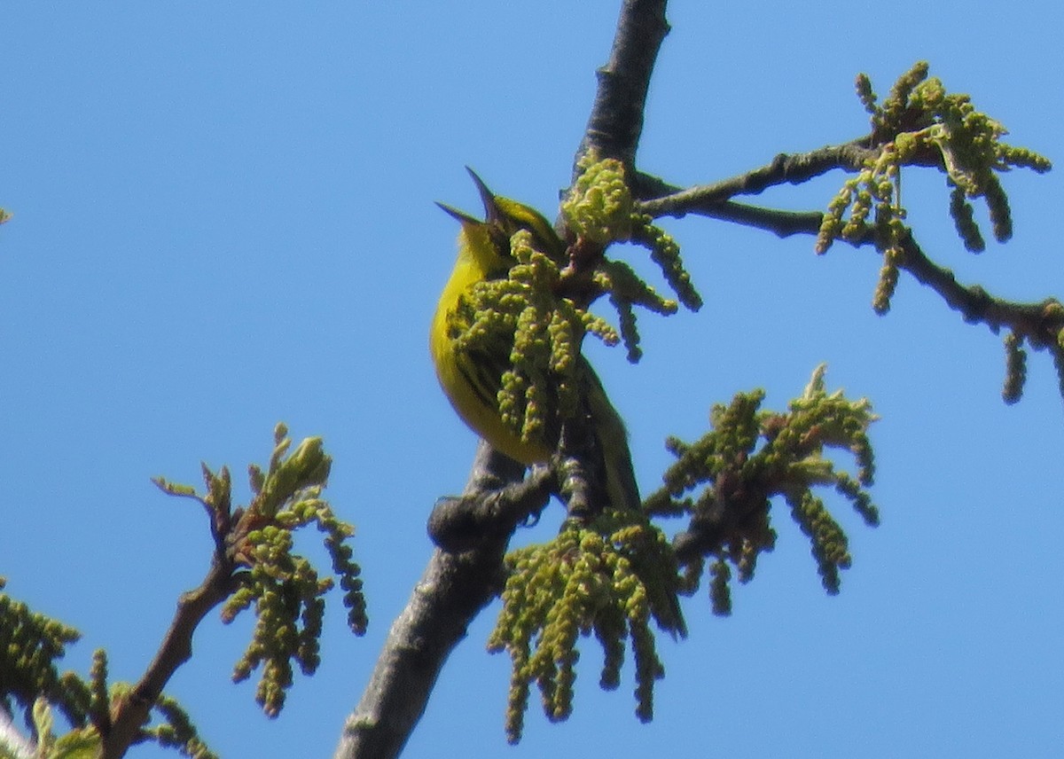 Prairie Warbler - ML154736801