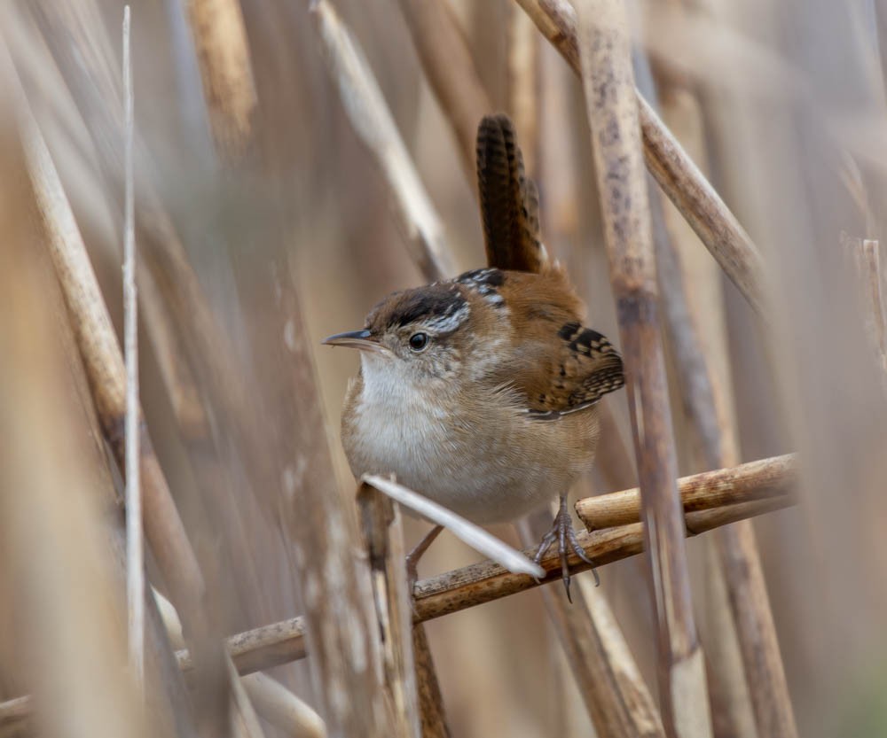 Marsh Wren - ML154736871