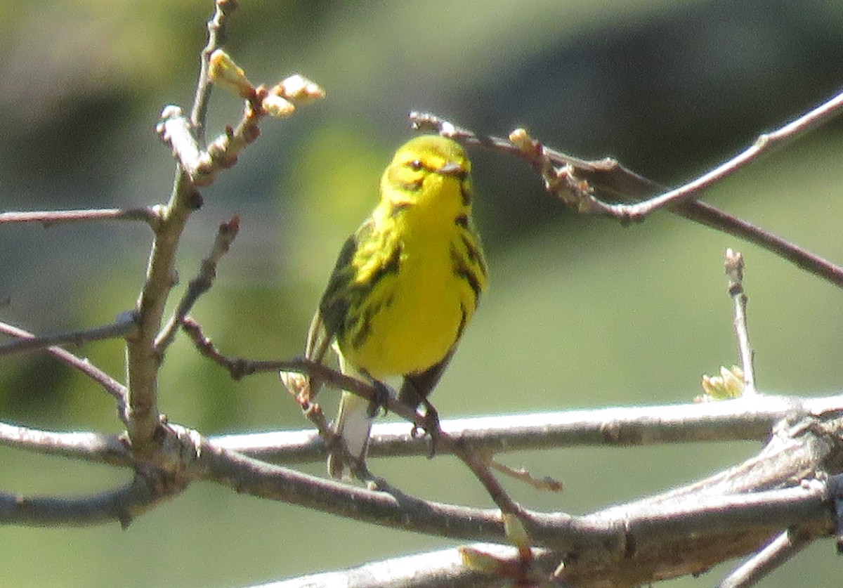 Prairie Warbler - ML154737391