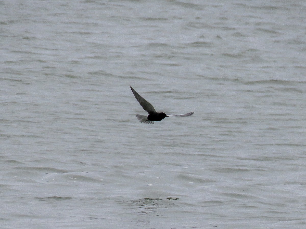 Black Tern - Marcus Rosten