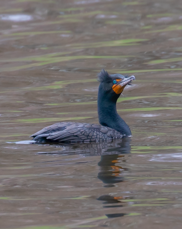 Cormoran à aigrettes - ML154739571