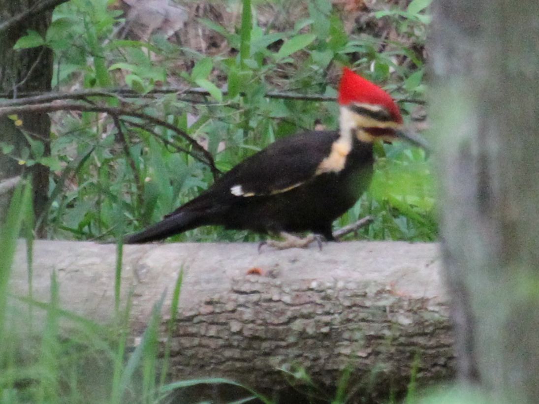 Pileated Woodpecker - ML154739621