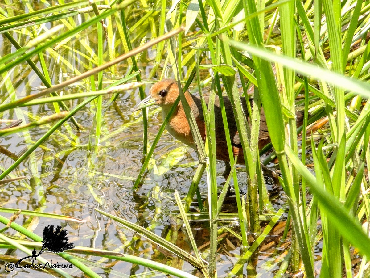 Rusty-flanked Crake - ML154741101