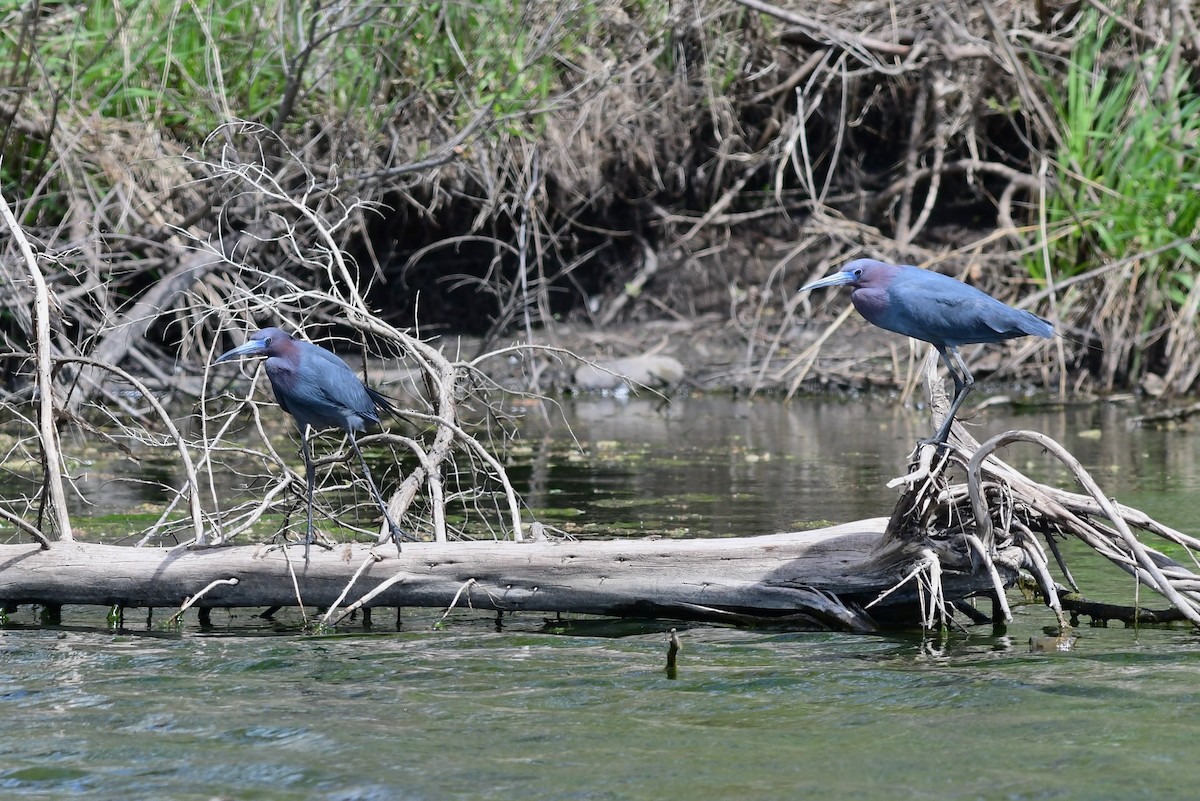 Little Blue Heron - Steve Kruse