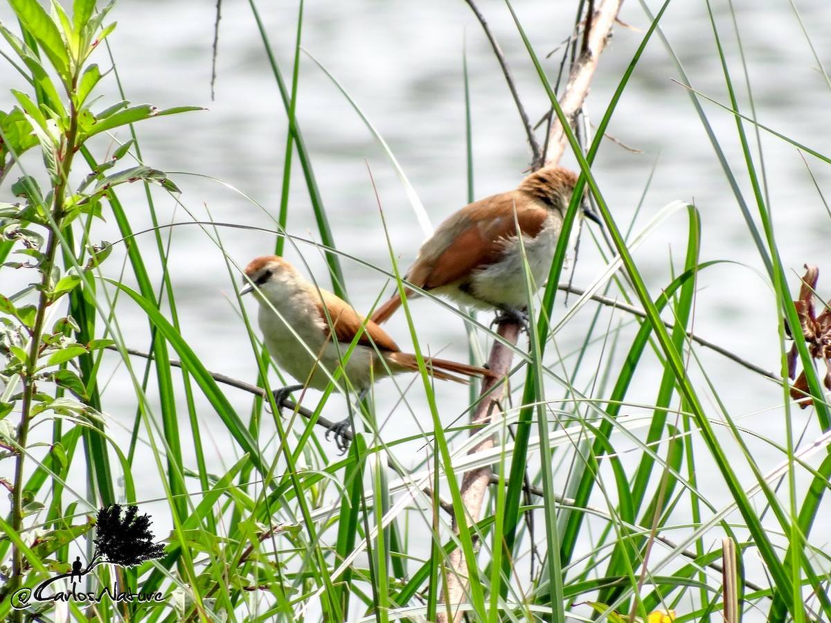 Yellow-chinned Spinetail - ML154741821