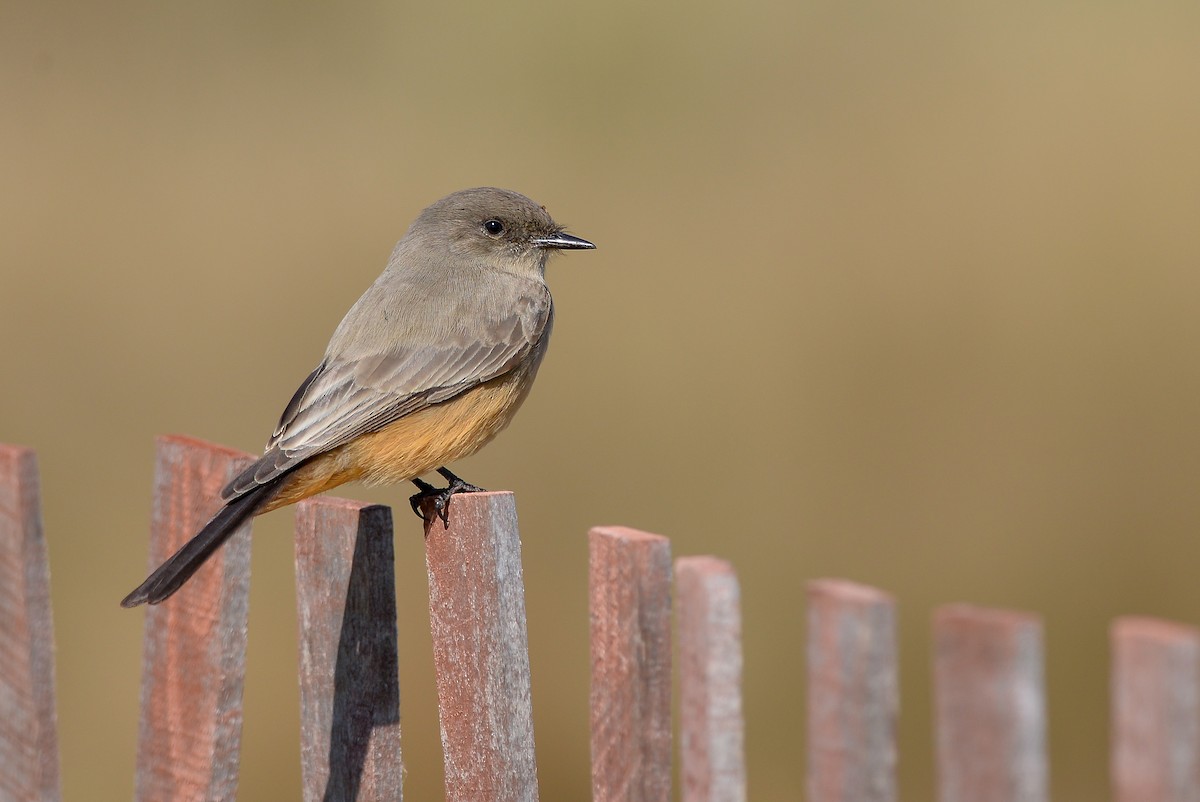 Say's Phoebe - ML154742011