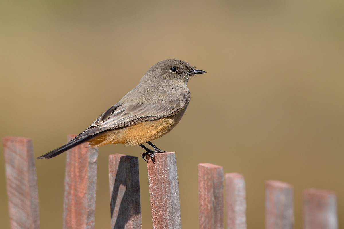 Say's Phoebe - ML154742021