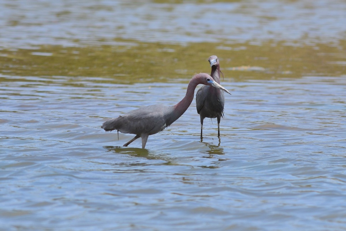 Little Blue Heron - Steve Kruse