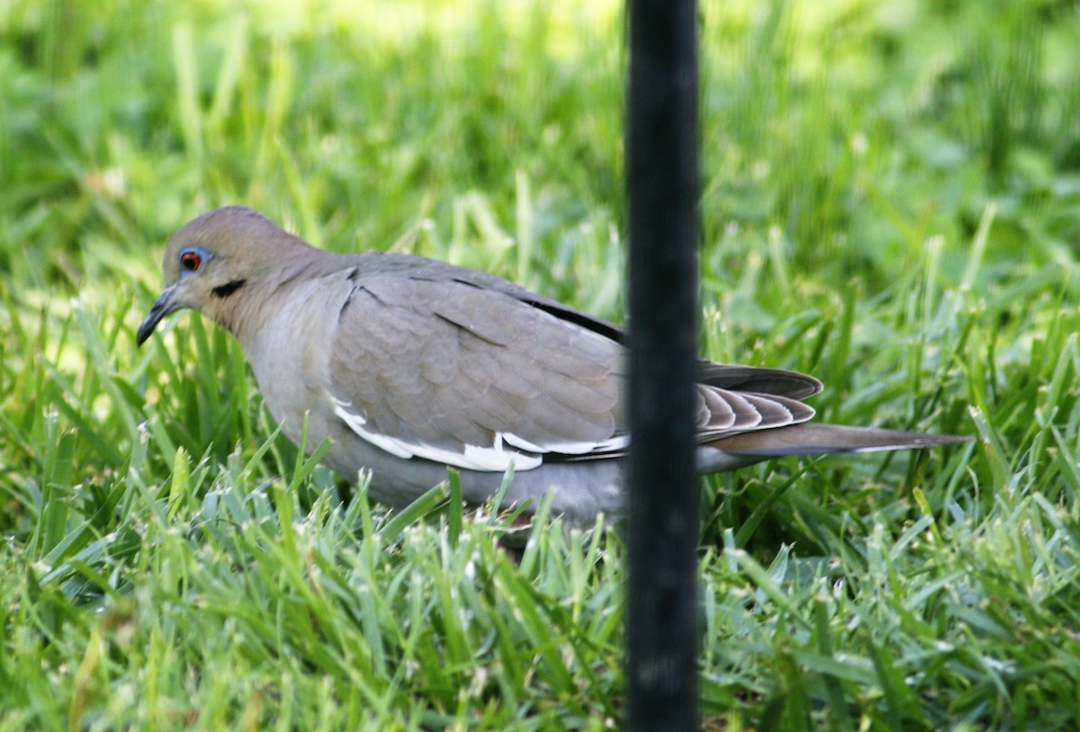 White-winged Dove - ML154744251