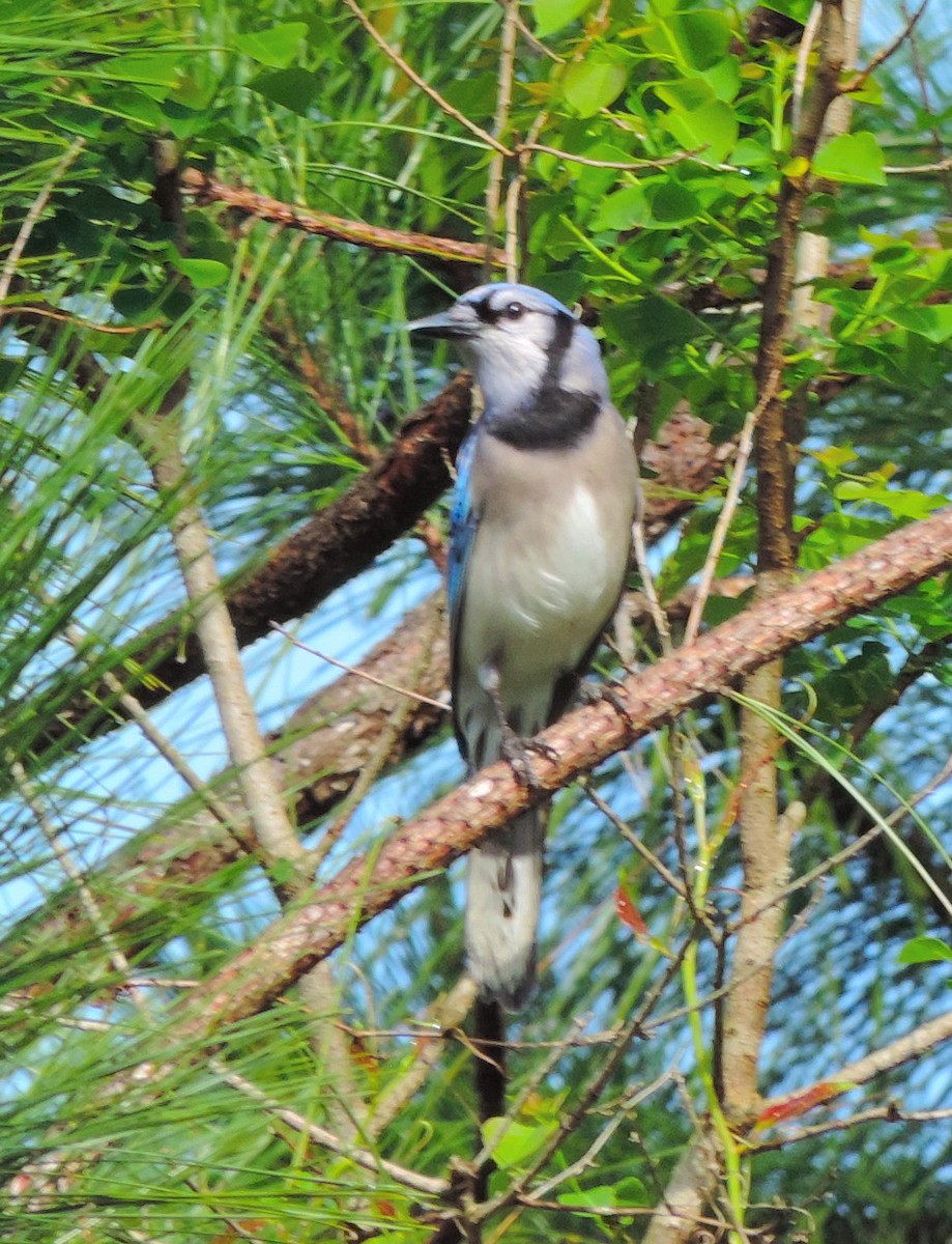 Blue Jay - ML154744771